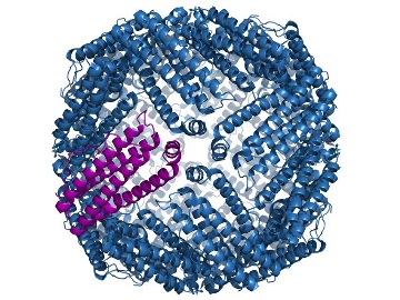 ferritin (2)