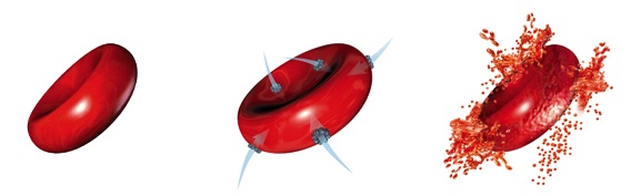 hemolys