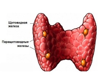 paratgormon-1