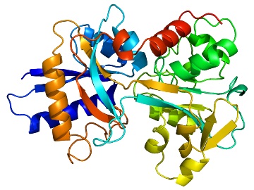 transferrin (1)