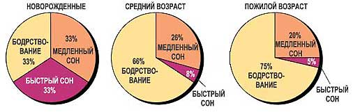 Фаза быстрого сна