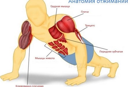 мышцы задействованы во время упражнения