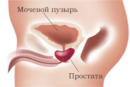 простата