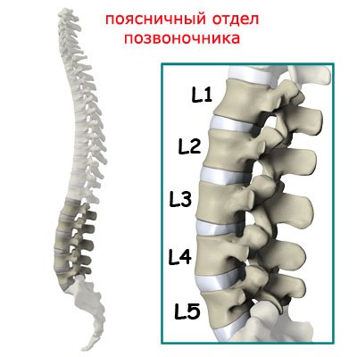Поясничный отдел позвоночника
