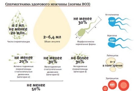 спермограмма здорового мужчины