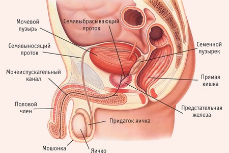 половая система мужчины