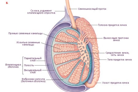 яички строение