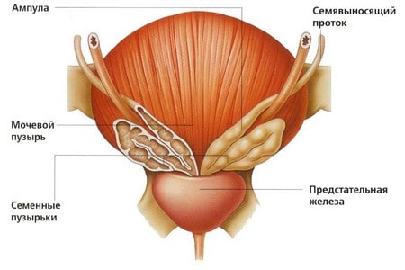 предстательная железа