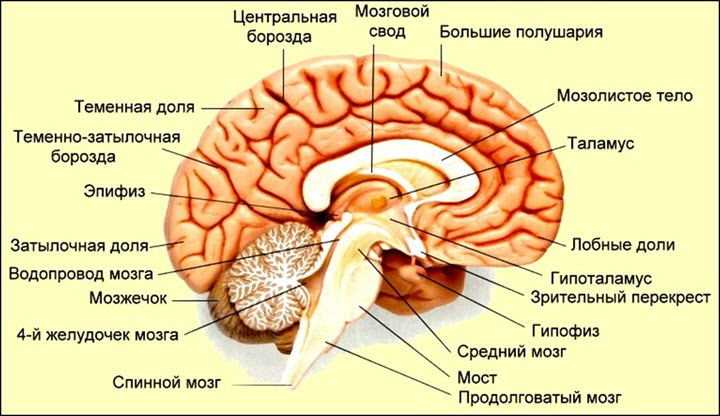 Строение головного мозга