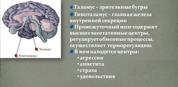Функции промежуточного мозга