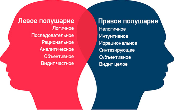 Функции полушарий мозга