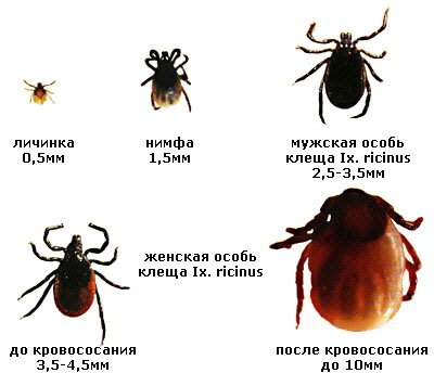 Энцефалит: прививка, симптомы, лечение и профилактика у детей и взрослых.