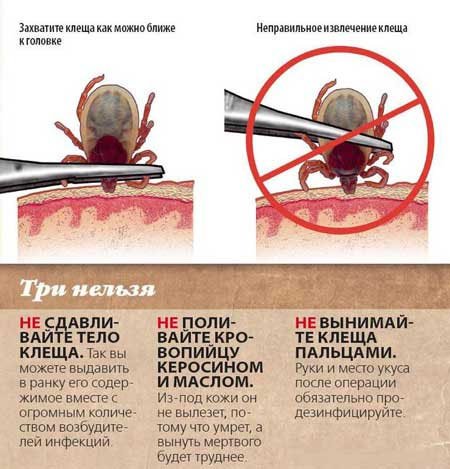 Защита от лесного клеща