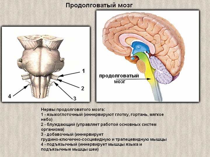 Строение продолговатого мозга