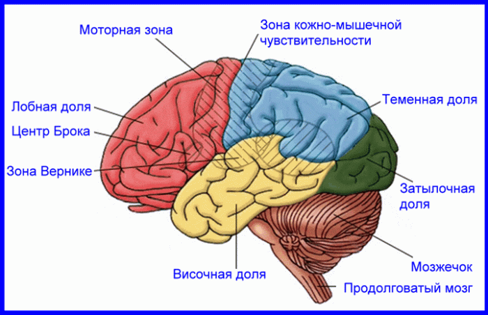 Строение мозга
