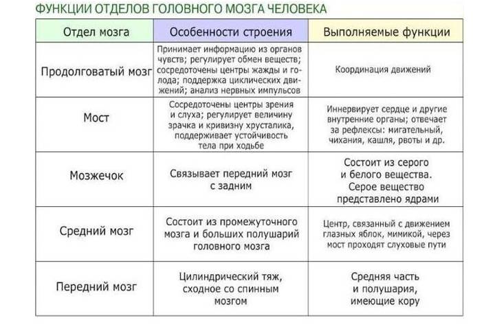 Таблица функций отделов мозга
