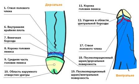 анатомия полового члена