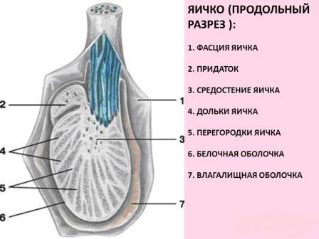 анатомия тестикул