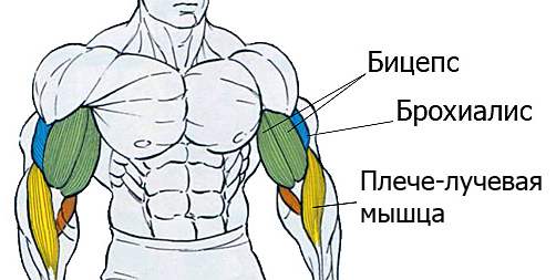 анатомический рисунок рук