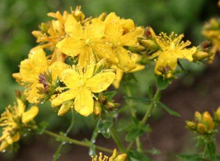 цветы Hypericum