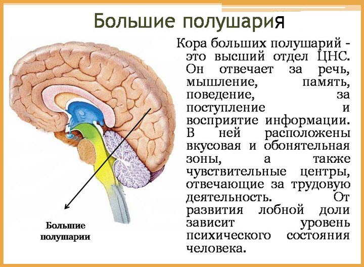 Большие полушария