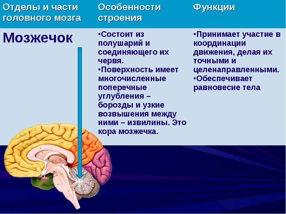 Строение и функции мозжечка