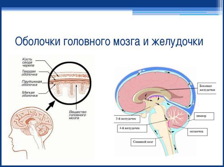 Строение головного мозга