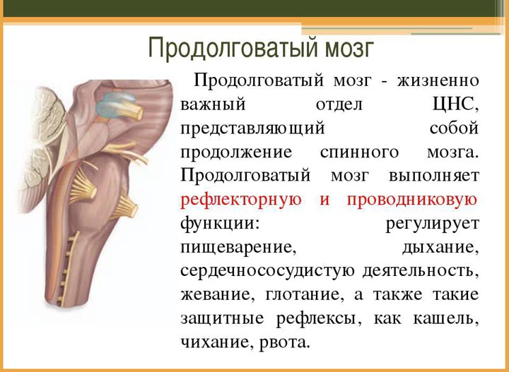 Что такое продолговатый мозг