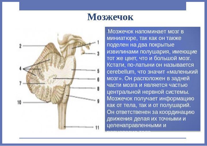 Строение мозжечка