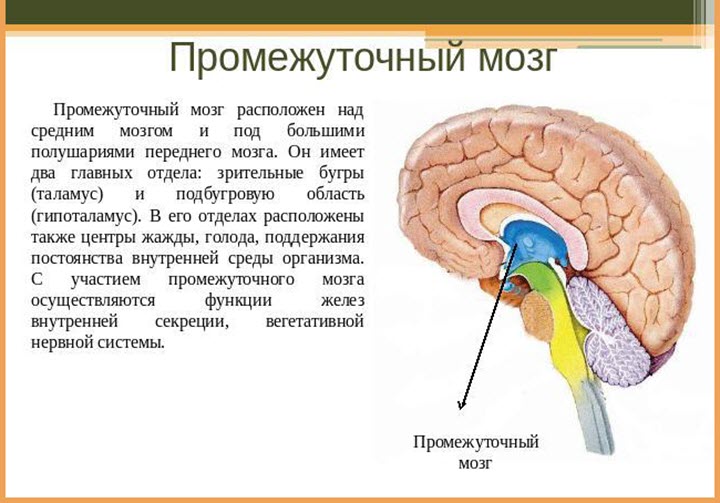 Промежуточный мозг