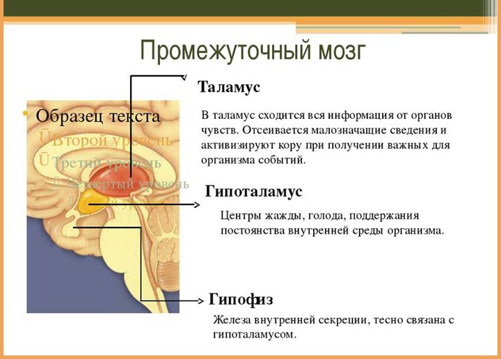 Строение промежуточного мозга