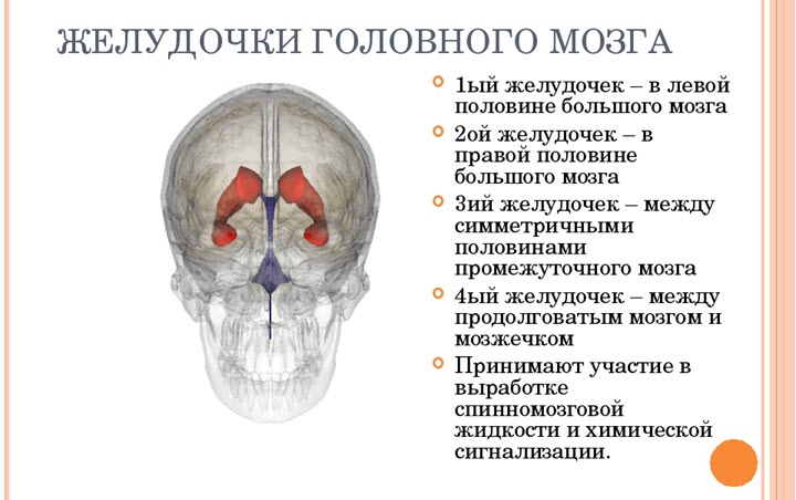 Строение и функции желудочков мозга