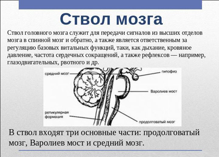 Ствол мозга