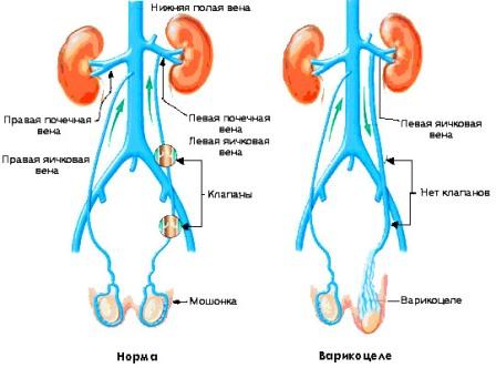 инстаграма кровоснабжения яичек