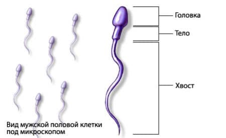 инстаграма сперматозоида