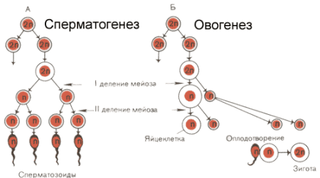 инстраграма созревания половых клеток