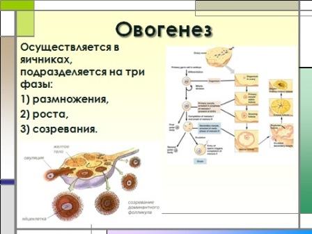 инстраграма созревания женской половой клетки