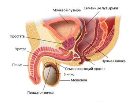 картинка строения мочеполовой системы у мужчин