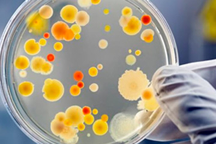 Вирус мененигита