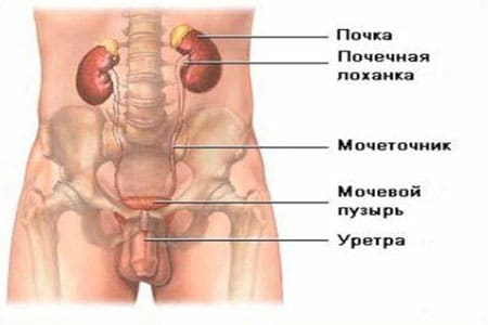мочевой пузырь