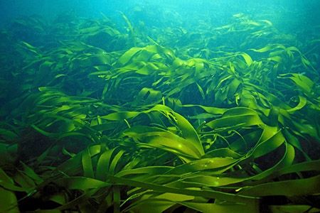 Морские водоросли