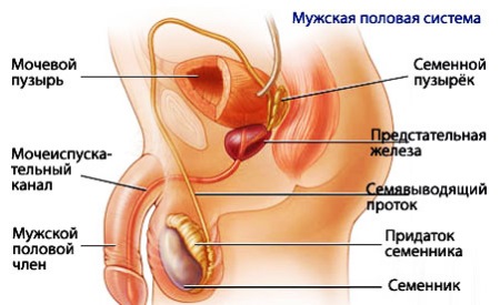 строение мужской половой системы