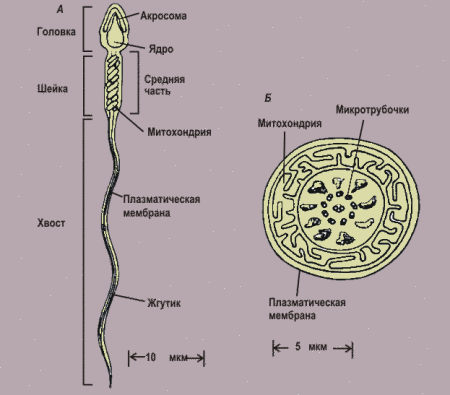 мужская клетка строение