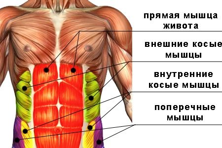 схема расположения типов мышц на животе