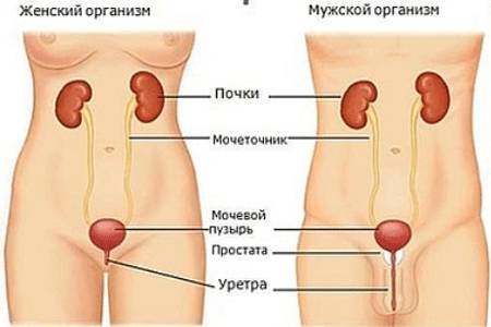 мочеполовая 