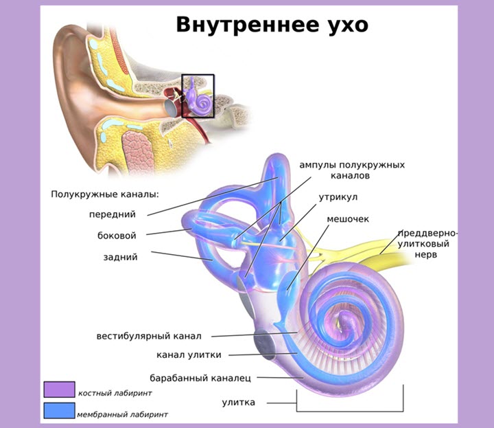 Строение уха