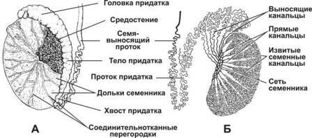 подробная сема строения тестикул