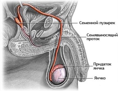 строение яичек
