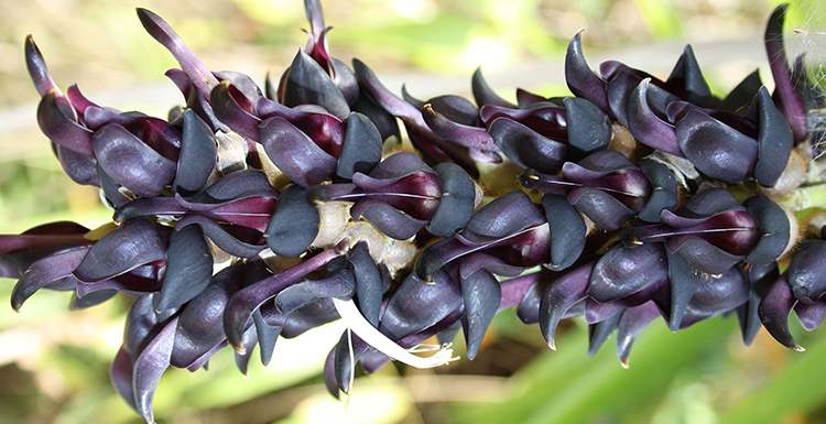 mucuna pruriens
