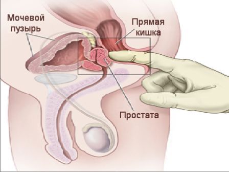 расположение мужской железы